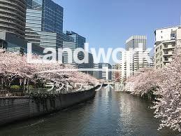 目黒川桜